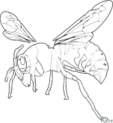 bee Coloring Pages To Print